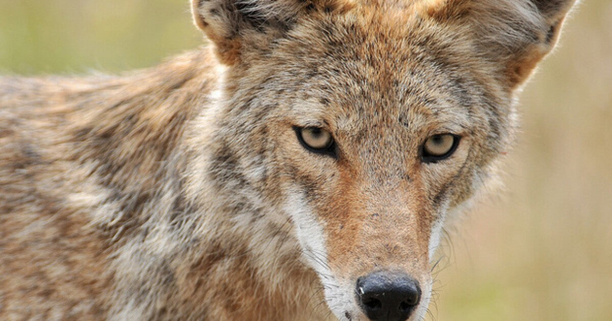 Bag a tagged coyote for a free lifetime hunting license.