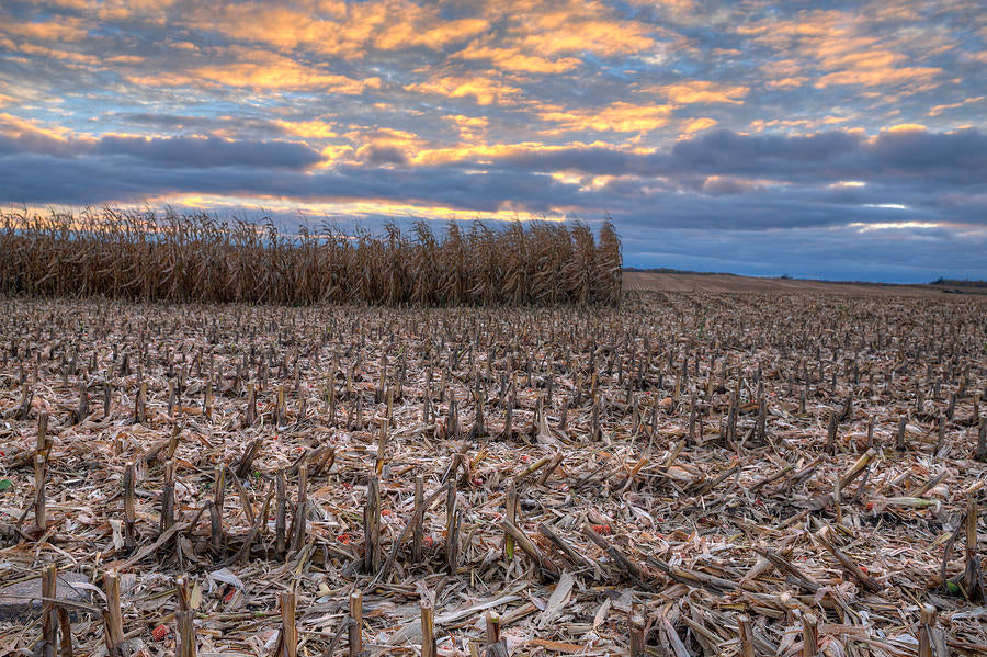 Bird Dog Days Of Fall - Bowtreader