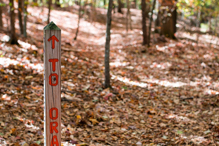 The Saturday Morning Post: Shooting Between the Hedges