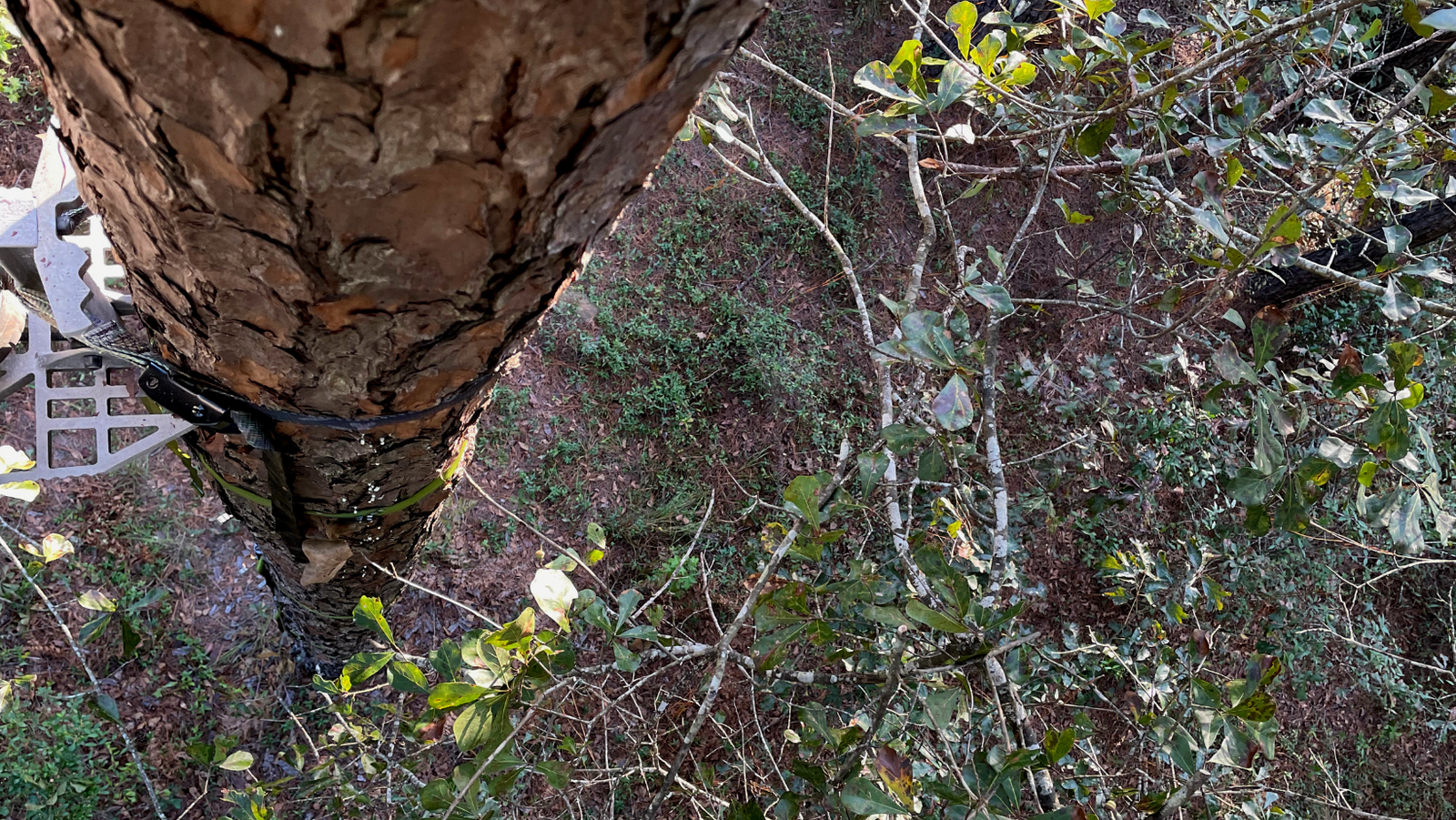 The Saturday Morning Post - Tree Stand Delivery Service - Bowtreader