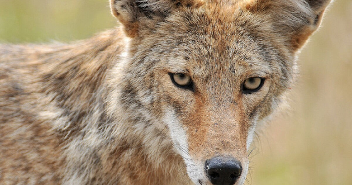 Bag a tagged coyote for a free lifetime hunting license.