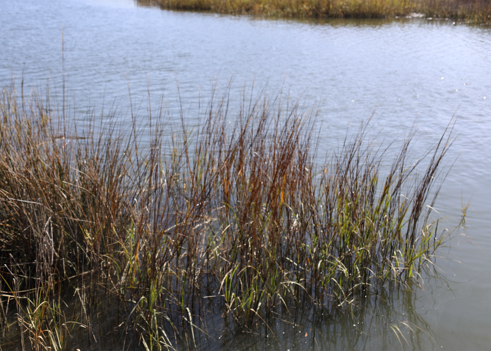 The Saturday Morning Post - Getting Outdoors with Savannah Riverkeeper